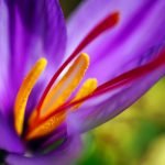 What is saffron?